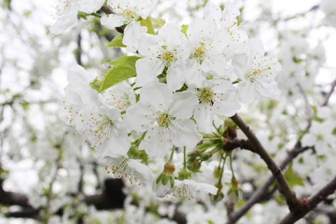 スモモの花