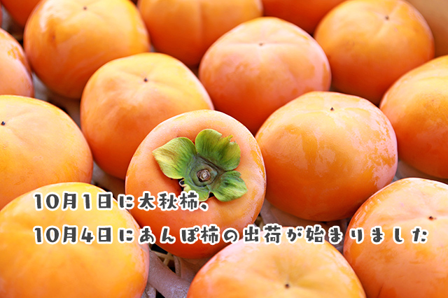 10月1日に太秋柿、10月4日にあんぽ柿の出荷が始まりました