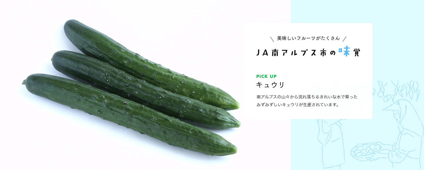南アルプスの山々から流れ落ちるきれいな水で育ったみずみずしいキュウリが生産されています。