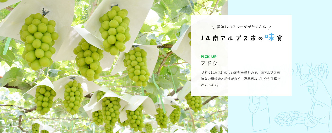 ブドウは水はけのよい地形を好むので、南アルプス市特有の扇状地と相性が良く、高品質なブドウが生産されています。