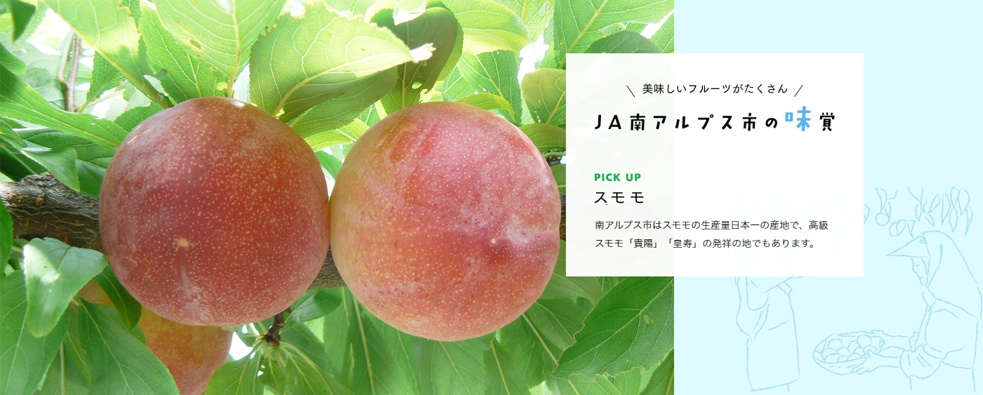 南アルプス市はスモモの生産量日本一の産地で、高級スモモ「貴陽」「皇寿」の発祥の地でもあります。