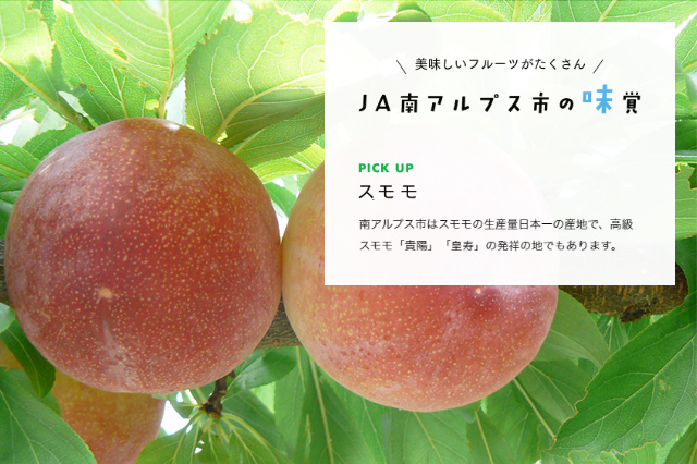 南アルプス市はスモモの生産量日本一の産地で、高級スモモ「貴陽」「皇寿」の発祥の地でもあります。