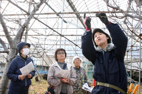 HP果樹女性講座　桜桃コース　剪定　IMG_9459